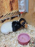 Cavia's te koop, Mannelijk, Cavia