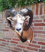 NIEUW! opgezette kop moeflon taxidermy schedel jacht gewei, Ophalen, Wild dier, Gewei of Kop