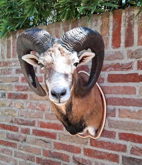 NIEUW! opgezette kop moeflon taxidermy schedel jacht gewei, Verzamelen, Dierenverzamelingen, Gewei of Kop, Wild dier, Ophalen