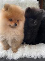 Pomeriaan pups (teacup), Keeshond, CDV (hondenziekte), 8 tot 15 weken, Teef