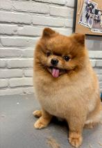 Trimsalon COOLna in Hillegom 🐾