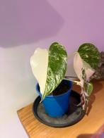 Monstera White Monster Mint - Zeldzaam!, Huis en Inrichting, Overige soorten, In pot, Minder dan 100 cm, Groene kamerplant