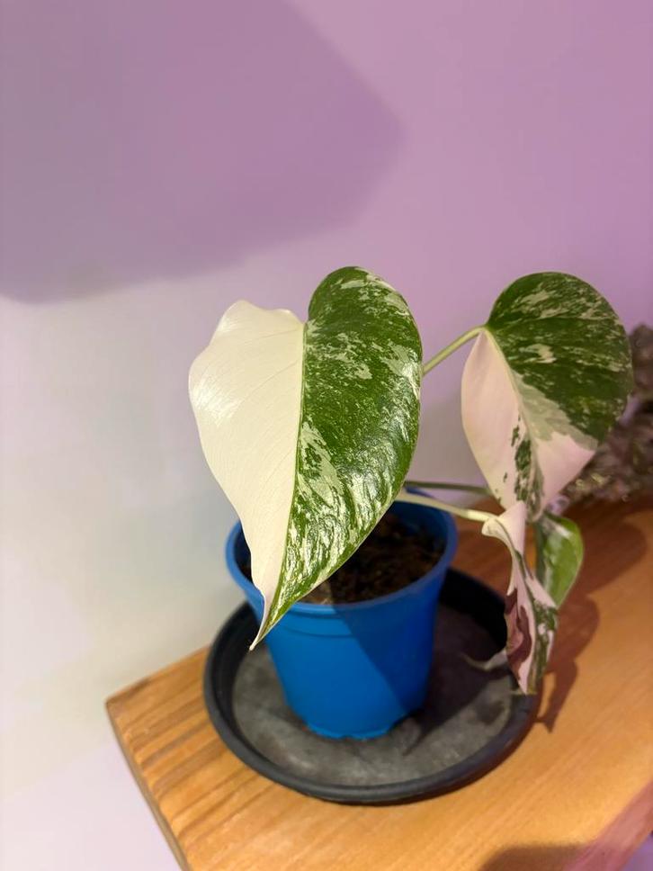 Monstera White Monster Mint - Zeldzaam!, Huis en Inrichting, Kamerplanten, Overige soorten, Minder dan 100 cm, Groene kamerplant