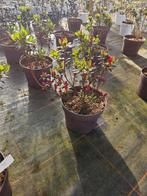 Azalea rosalien te koop!, Vaste plant, Halfschaduw, Lente, Ophalen
