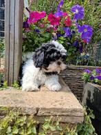 Hele lieve kindvriendelijke shih tzu pups, Overige rassen, 8 tot 15 weken, CDV (hondenziekte), Meerdere