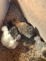 Zijdehoen kriel hennetjes te koop.  Jonge hennetjes!, Dieren en Toebehoren, Vrouwelijk, Kip