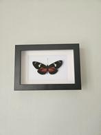 Vlinder in lijst, Ophalen of Verzenden, Nieuw