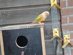Pyrrhura koppel, Dieren en Toebehoren, Vogels | Parkieten en Papegaaien, Meerdere dieren, Parkiet, Geringd
