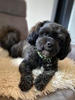 Shihpoo Dekreu, Rabiës (hondsdolheid), Reu, 1 tot 2 jaar, Eén hond