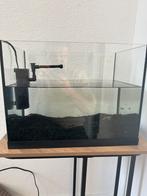 Guppys met aquarium, Dieren en Toebehoren, Vissen | Aquaria en Toebehoren, Ophalen, Zo goed als nieuw, Gevuld zoetwateraquarium