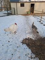 Kalkoenen, Dieren en Toebehoren, Pluimvee, Meerdere dieren, Kalkoen