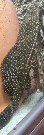Pleco algeneter 20 a 25cm, Vis, Zoetwatervis