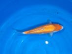 zeer mooie ginrin kohaku 34 cm, Karper of Koi