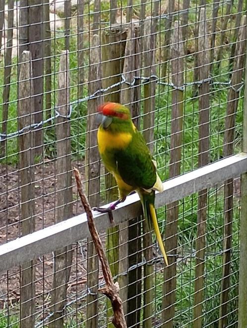 Koppel kakarikies geel/bont x geel, Dieren en Toebehoren, Vogels | Parkieten en Papegaaien, Parkiet, Meerdere dieren, Geringd