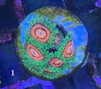 Diverse Zoanthus koralen. Gezonde stekken, scherpe prijzen!, Dieren en Toebehoren, Ophalen of Verzenden, Nieuw, Overige typen