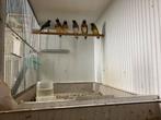 Gouldamadine natuurbroed, Dieren en Toebehoren, Vogels | Overige Vogels, Meerdere dieren, Tropenvogel, Geringd