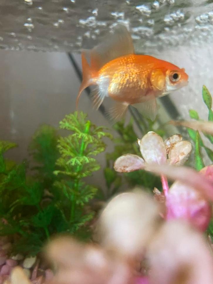 2x Sluierstaartvissen, Dieren en Toebehoren, Vissen | Aquariumvissen, Vis