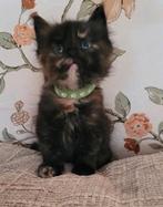 Kittens Maine Coon, Dieren en Toebehoren, Meerdere dieren