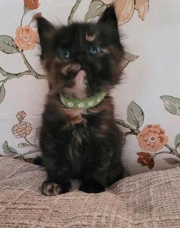 Kittens Maine Coon  beschikbaar voor biedingen