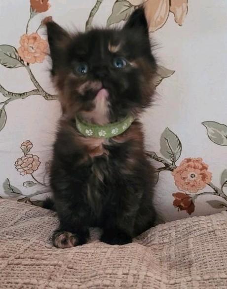 Kittens Maine Coon, Dieren en Toebehoren, Katten en Kittens | Overige Katten, Meerdere dieren