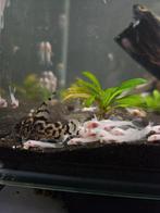 ️ Snow White Ancistrus L144 ️, Dieren en Toebehoren, Vis, Zoetwatervis