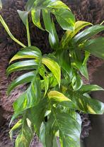 Epipremnum Pinnatum Cintho Goldfinger #3, Overige soorten, Minder dan 100 cm, Groene kamerplant, Halfschaduw