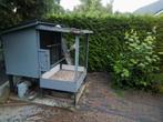Duiven HOKJE, Dieren en Toebehoren, Meerdere dieren, Postduif