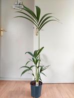 Howea Forsteriana - Kentiapalm H: 100 cm., Huis en Inrichting, Kamerplanten, Ophalen, 100 tot 150 cm, Palm, Halfschaduw
