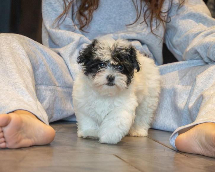 Leuke dwerg poedel x boomer pup reu, Dieren en Toebehoren, Honden | Chihuahua's en Gezelschapshonden, Reu, Overige rassen, Particulier