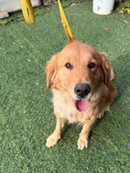 Golden Retriever, Golden retriever, Particulier, 1 tot 2 jaar, Buitenland