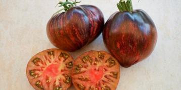 Tomateplantjes vele soorten tot en met mei