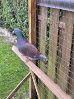 Rubella doffer postduiven duiven, Mannelijk, Postduif