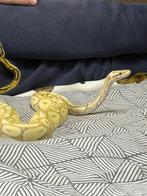 3 koningspythons, Dieren en Toebehoren, Reptielen en Amfibieën, Slang
