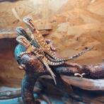 Pogona henrylawsoni/  dwergbaardagaam man, Dieren en Toebehoren, 0 tot 2 jaar