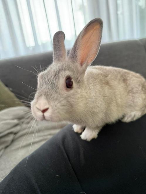 2 Lieve baby konijntjes te koop – mogen weg!, Dieren en Toebehoren, Knaagdieren, Geslacht onbekend, Overige typen, Juni, Tam