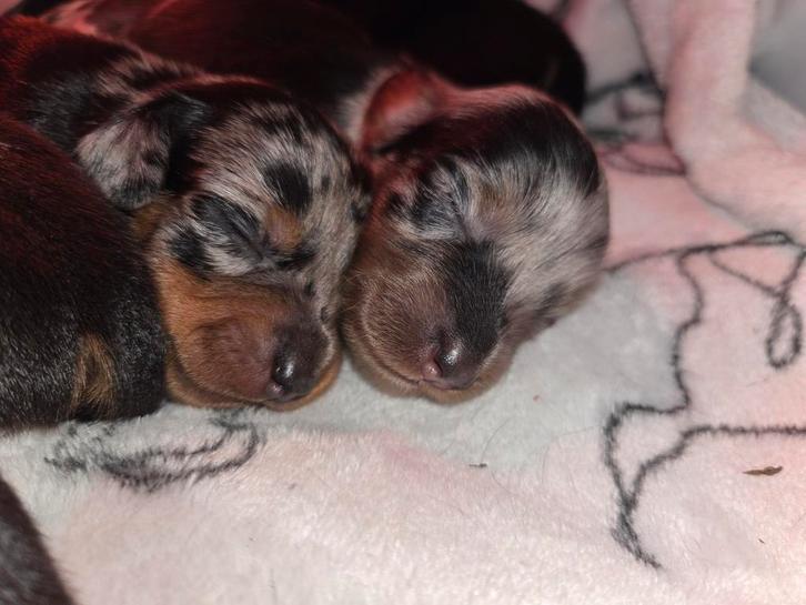 Teckel daschund /Jack Russel pups / puppys, Dieren en Toebehoren, Honden | Jack Russells en Terriërs, Teef, Jack Russell Terriër