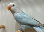 Mooie Agapornis Fischeri Opaline Dilute man, Dieren en Toebehoren, Vogels | Parkieten en Papegaaien, Mannelijk, Dwergpapegaai of Agapornis