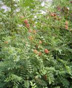 glycyrrhiza glabra, Ophalen of Verzenden, Overige soorten