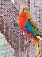 Roodbuik turquoisine's, Meerdere dieren, Parkiet