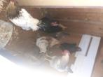 consumptiekip / slagtkip 5x, Dieren en Toebehoren, Meerdere dieren, Kip