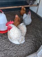 Orpington kriel kippen, Dieren en Toebehoren, Pluimvee, Meerdere dieren, Kip