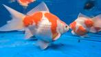 TAMASABA Japanse Goudvis 12 tot 14 cm 2 jarig, Karper of Koi