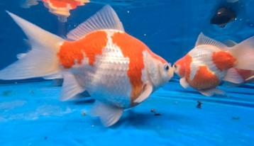 TAMASABA Japanse Goudvis 12 tot 14 cm 2 jarig beschikbaar voor biedingen