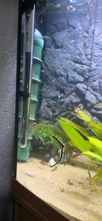Prachtige neon tetra, Dieren en Toebehoren, Vissen | Aquariumvissen