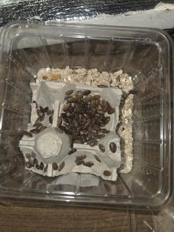 Dubia kakkerlakken (baby's) beschikbaar voor biedingen