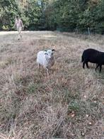 Te koop voor de fokkerij,mooie ramlammeren, Mannelijk, Schaap