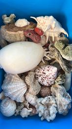 Verzameling schelpen, stenen, koraal en fossielen, Verzamelen, Mineralen en Fossielen, Ophalen of Verzenden, Schelp(en)