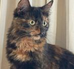 Lucie is een kitten van 9 maanden oud. Heel  teder., Poes, Langharig, 0 tot 2 jaar
