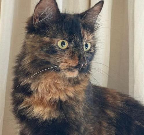 Lucie is een kitten van 9 maanden oud. Heel  teder., Dieren en Toebehoren, Katten en Kittens | Overige Katten, Langharig, Poes