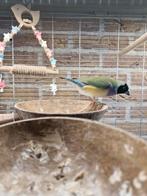 Mooi koppel gouldamadines te koop!, Meerdere dieren, Tropenvogel